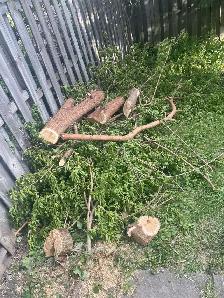 Freshly cut Mulberry wood