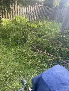 Freshly cut Mulberry wood - Photo 2