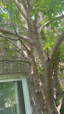 Freshly cut Mulberry wood - Photo 3