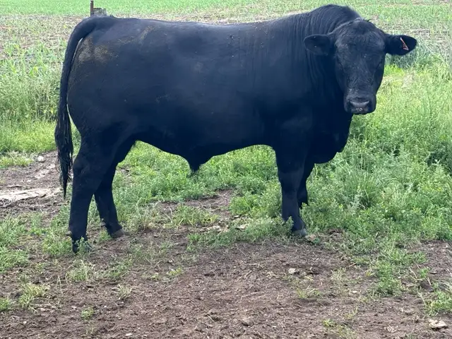 Angus Bull FORSALE