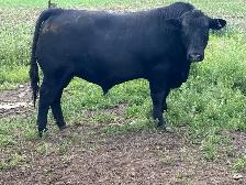Angus Bull FORSALE