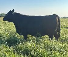 Angus Bull FORSALE - Photo 2