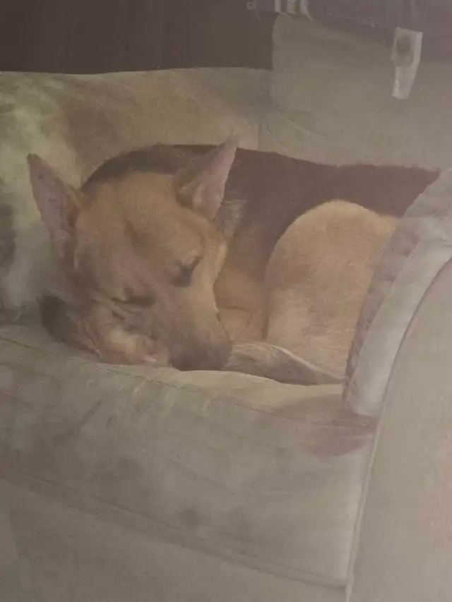 German Shepard purebred no papers