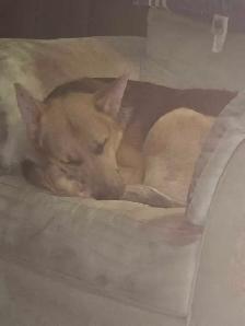 German Shepard purebred no papers