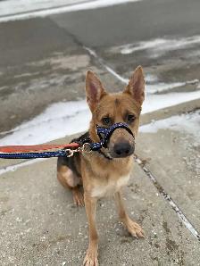 German Shepard purebred no papers - Photo 2
