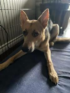 German Shepard purebred no papers - Photo 3