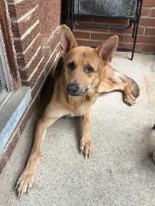 German Shepard purebred no papers - Photo 4