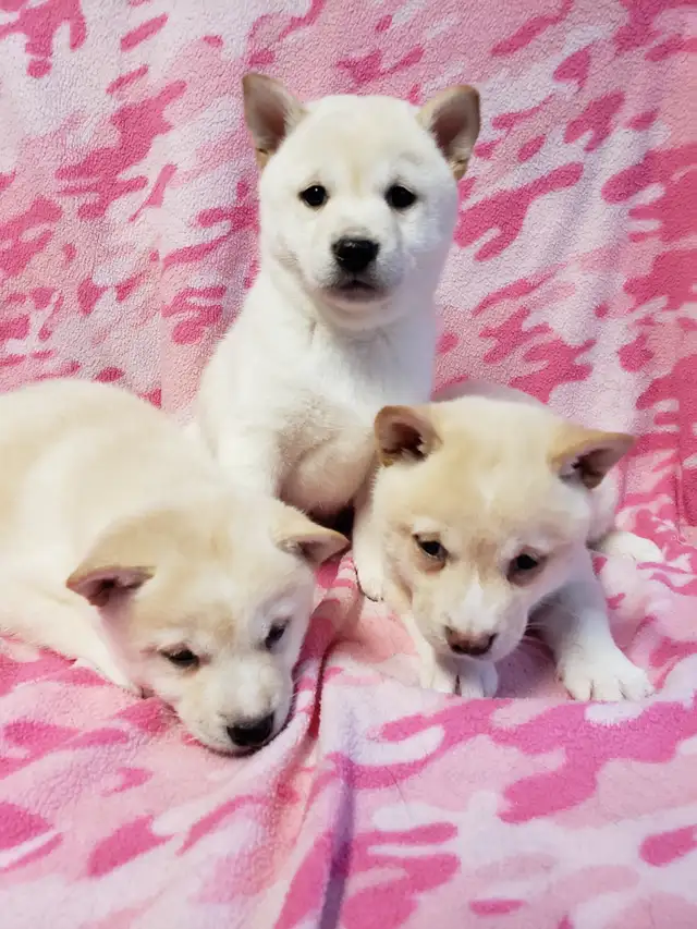 Female shiba inu 4 1/2 years old RETIRING TIME