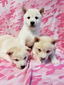 Female shiba inu 4 1/2 years old RETIRING TIME