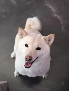 Female shiba inu 4 1/2 years old RETIRING TIME - Photo 2