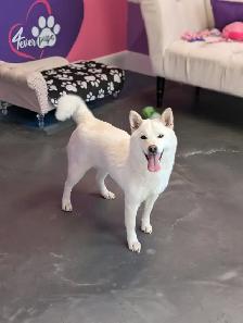 Female shiba inu 4 1/2 years old RETIRING TIME - Photo 3