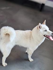 Female shiba inu 4 1/2 years old RETIRING TIME - Photo 4