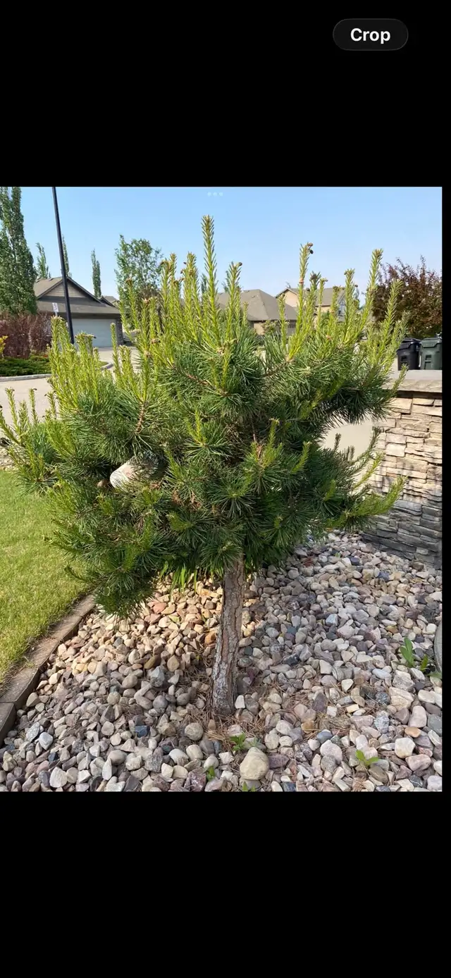 Hillside Scoth pine tree
