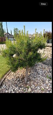 Hillside Scoth pine tree