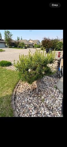 Hillside Scoth pine tree - Photo 2