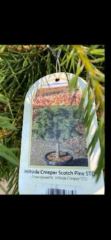 Hillside Scoth pine tree - Photo 3