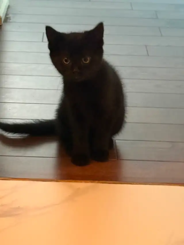 kitten Rehoming for free