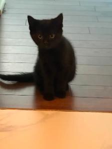 kitten Rehoming for free