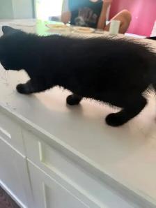 kitten Rehoming for free - Photo 2