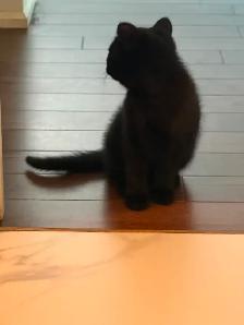 kitten Rehoming for free - Photo 3