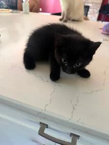 kitten Rehoming for free - Photo 4