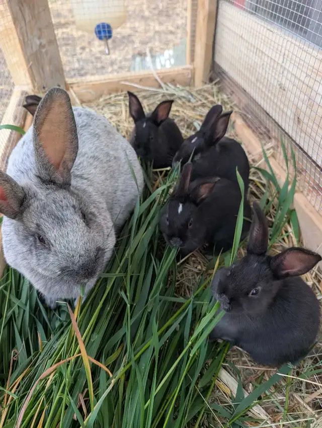 Champagne D'argent bunnies