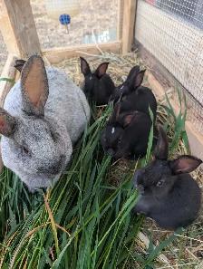 Champagne D'argent bunnies