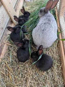 Champagne D'argent bunnies - Photo 2