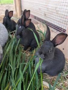 Champagne D'argent bunnies - Photo 3