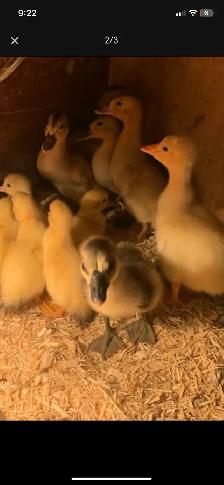 Goslings available