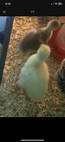 Goslings available - Photo 2