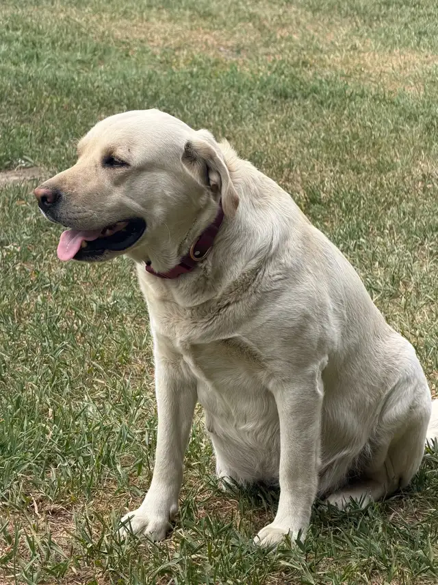 English Labrador Puppies