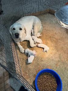English Labrador Puppies - Photo 2