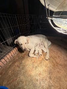 English Labrador Puppies - Photo 3