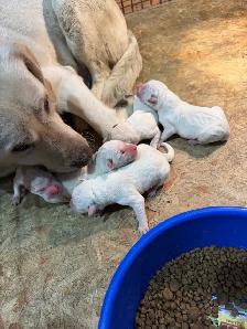 English Labrador Puppies - Photo 5