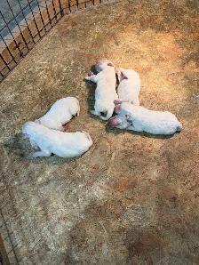 English Labrador Puppies - Photo 6