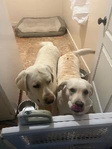 English Labrador Puppies - Photo 7