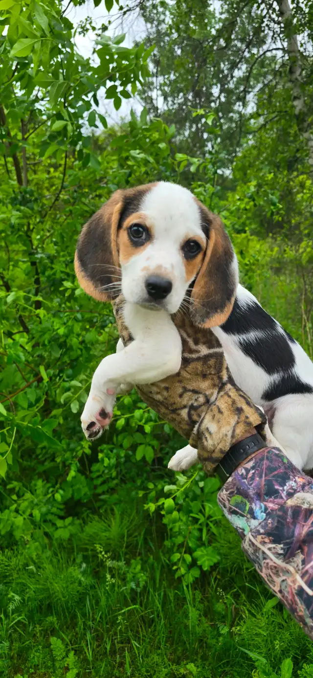 Pocket Beagle