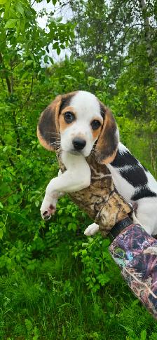 Pocket Beagle