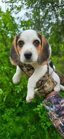 Pocket Beagle - Photo 2