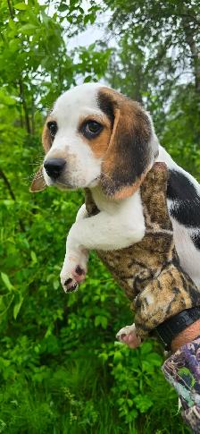 Pocket Beagle - Photo 3