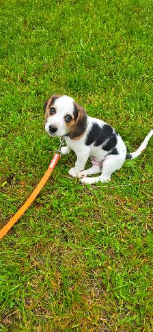 Pocket Beagle - Photo 4