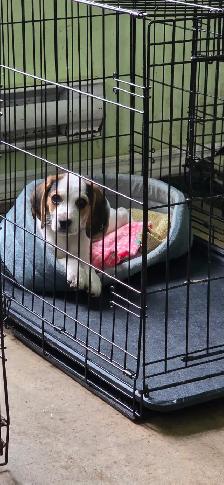 Pocket Beagle - Photo 5