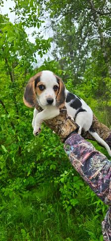 Pocket Beagle - Photo 6
