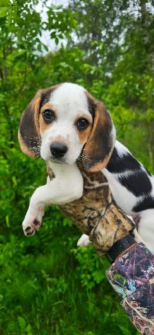 Pocket Beagle - Photo 7