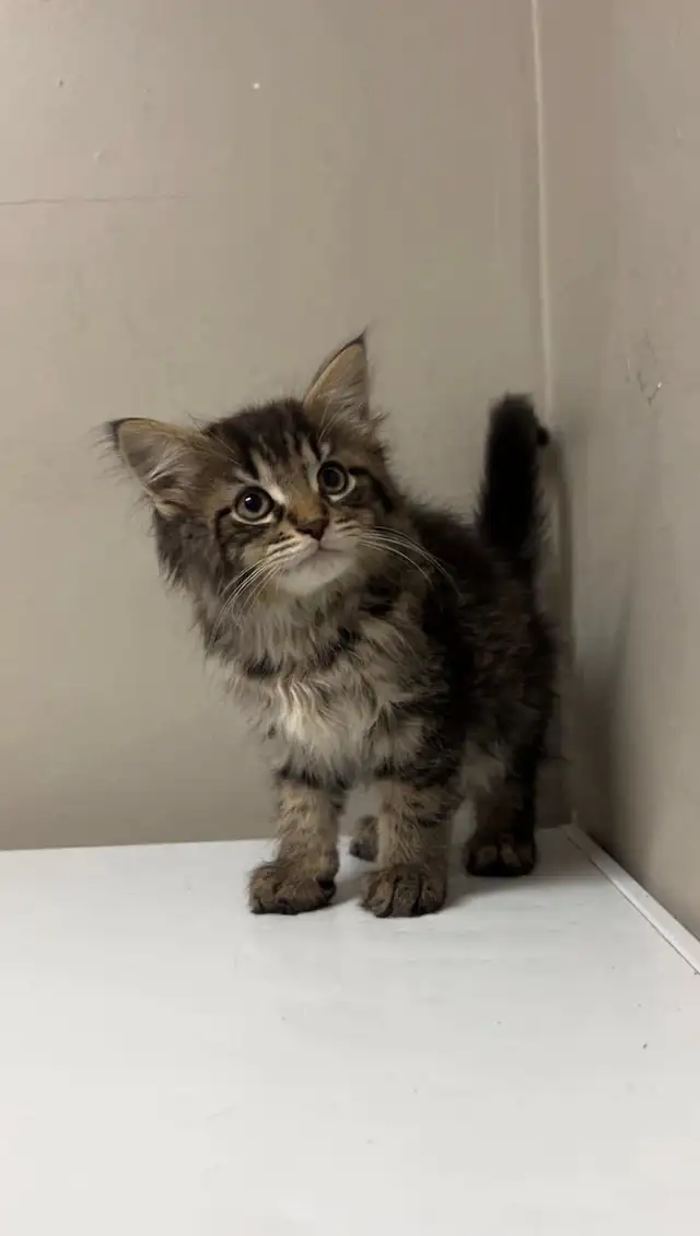 kittens ready for home