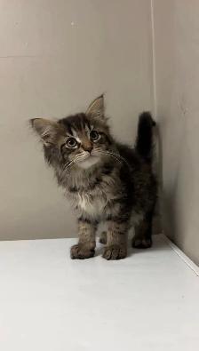 kittens ready for home