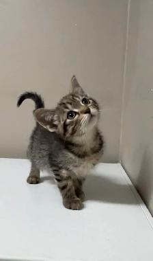 kittens ready for home - Photo 2