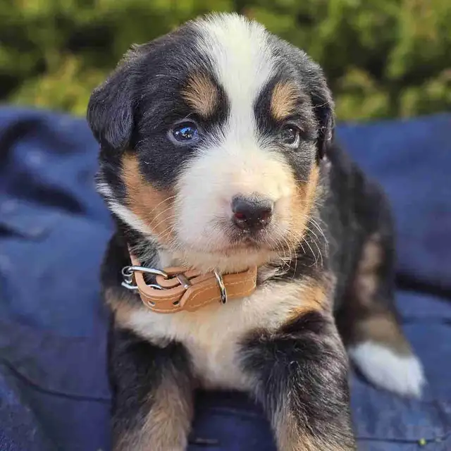 Bernese mountain puppies!