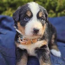 Bernese mountain puppies!